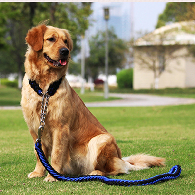 comment prendre soin d'un chien?qu'est - ce qu'un chien manger de pregn