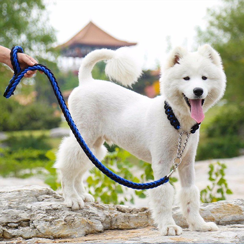 conseils pour couper les ongles de votre chien