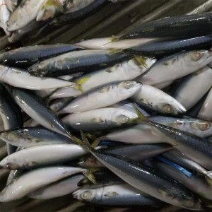 Maquereau entier surgelé