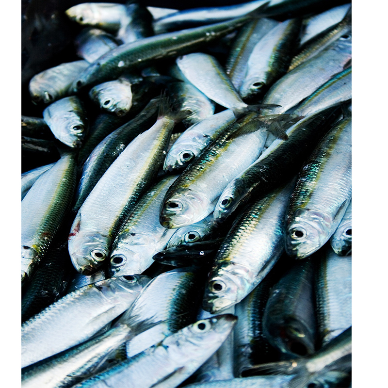 Sardine surgelée