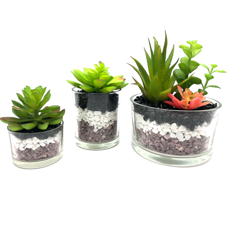 Plantes succulentes artificielles avec le vase décoratif d'affichage de globe de table en verre