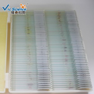 Le microscope de kit de diapositives préparé par histologie 100pcs préparent des lames dans la boîte en plastique
