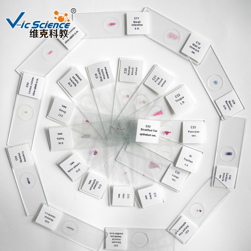 Le microscope de kit de diapositives préparé par histologie 100pcs préparent des lames dans la boîte en plastique