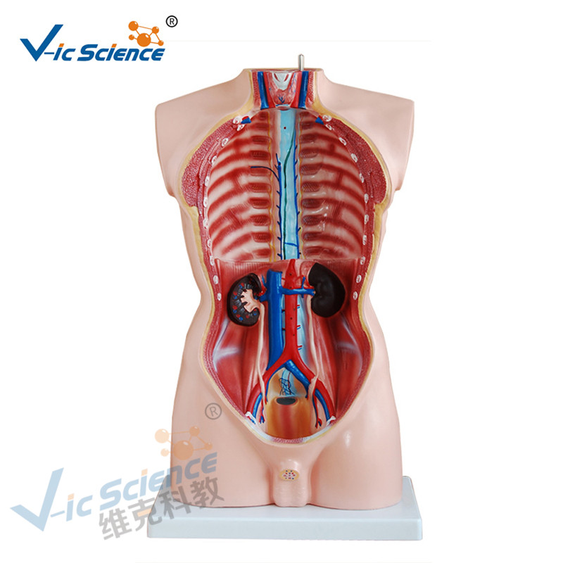 Morceau masculin de modèle 19 de corps humain modèle 85CM de corps humain d'anatomie