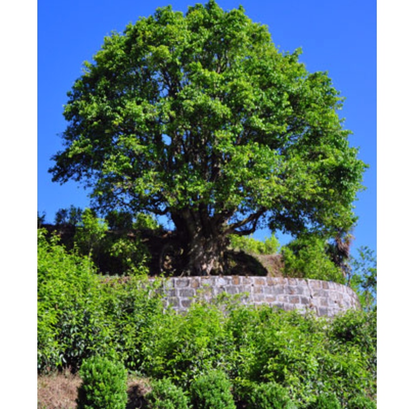 thé théier théier vieux thé yunnan pu erh thé Chine thé noir thé vieux arbre thé anciet arbre thé santé soins thé