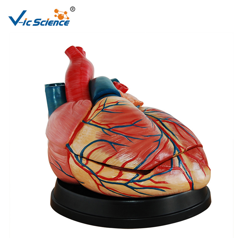 Modèle en plastique nouveau modèle de modèle de coeur grandeur nature modèle d'anatomie pour l'enseignement Midical