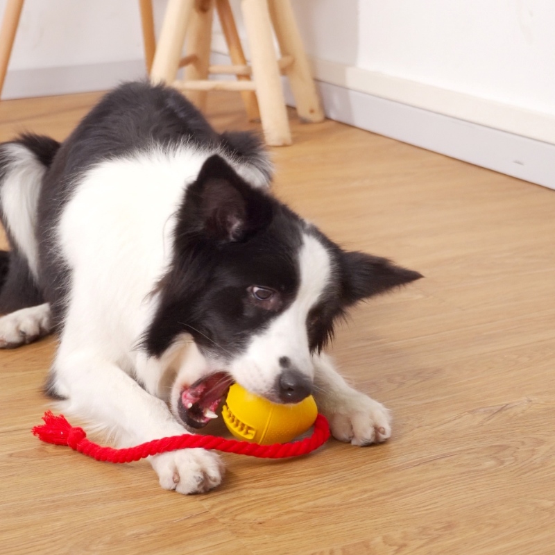 Jouet de chiens de collation en caoutchouc