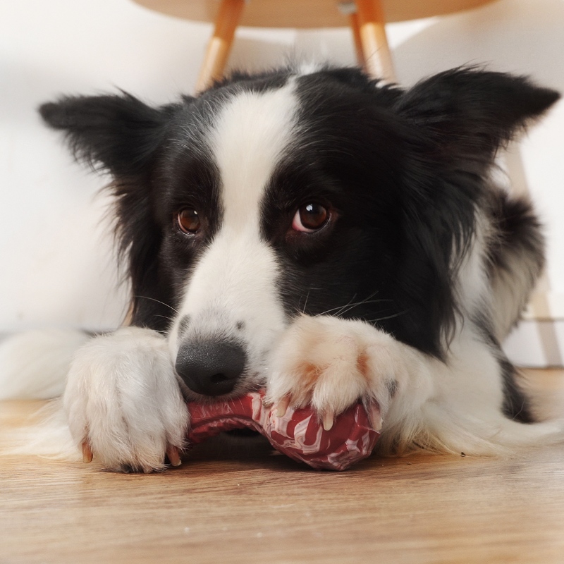 Jouet de chien super mâchant à mâcher