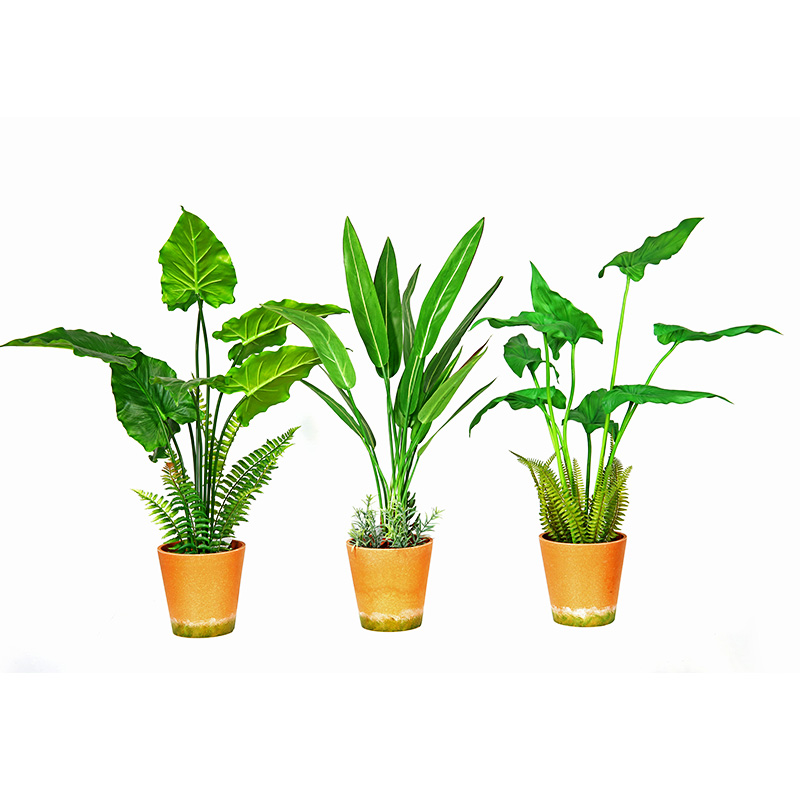 Vente chaude Fourniture directe Fourniture directe Vert Intérieur à l'intérieur Accueil Décorer une plante verte en pot