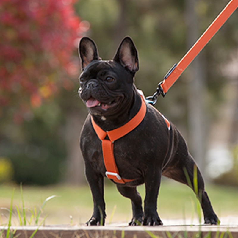 2022 NOUVEAU Style Coloré Harnais et laisse Ensemble Multi-Point Réglable et Traction Harnais de chien