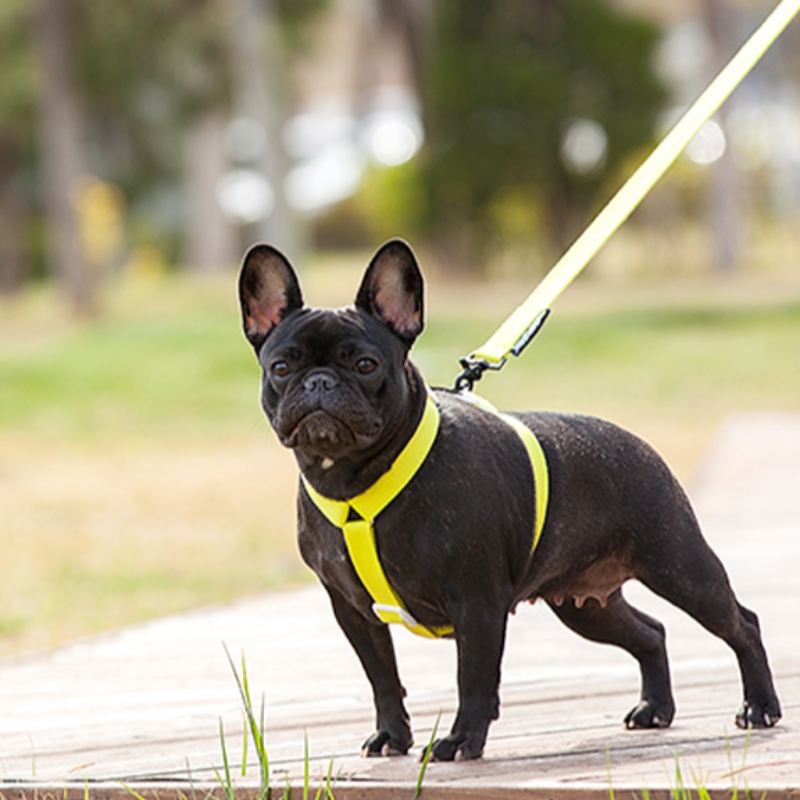 2022 NOUVEAU Style Coloré Harnais et laisse Ensemble Multi-Point Réglable et Traction Harnais de chien