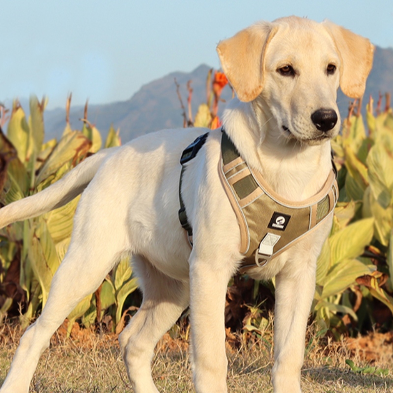 Fournisseur de Pet Harnais de chien Veste Cou Gilet Ajustable Pas de traction Harnais de chien Tactique Service militaire Gilet