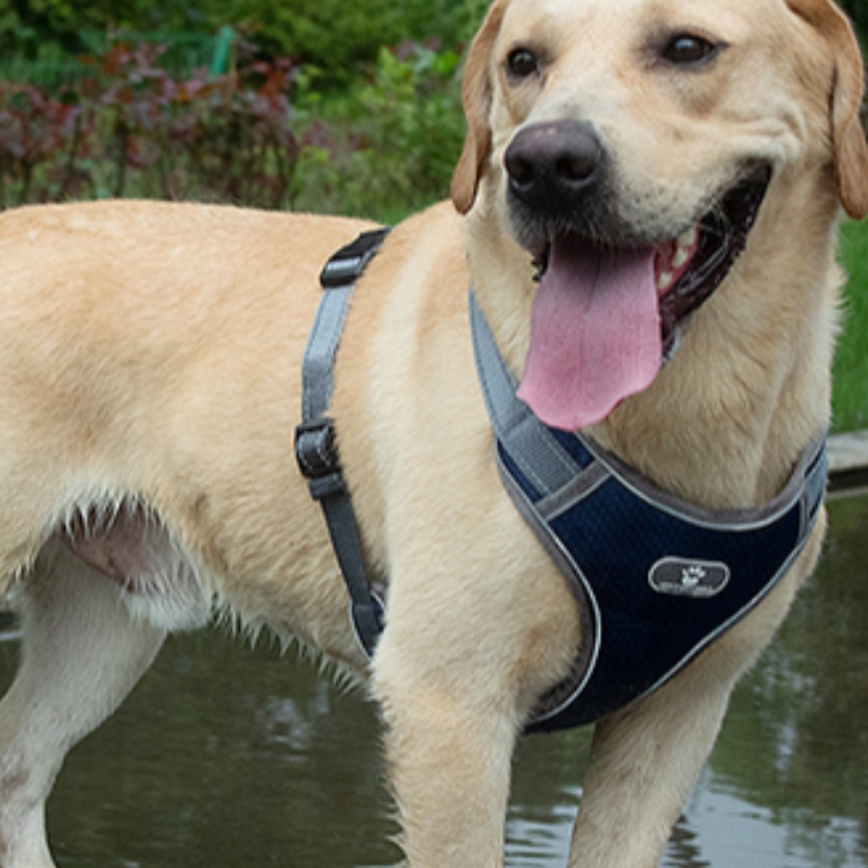 Wholesale Fabrication OEM Fabrication personnalisée Harnais de chien haut de gamme Harnais de luxe Harnais Réversible Harnais de chien réfléchissant