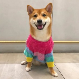 Fabricant Hiver Coton Coton Coton Couts tricots Chandis pour animaux de compagnie pour animaux de compagnie