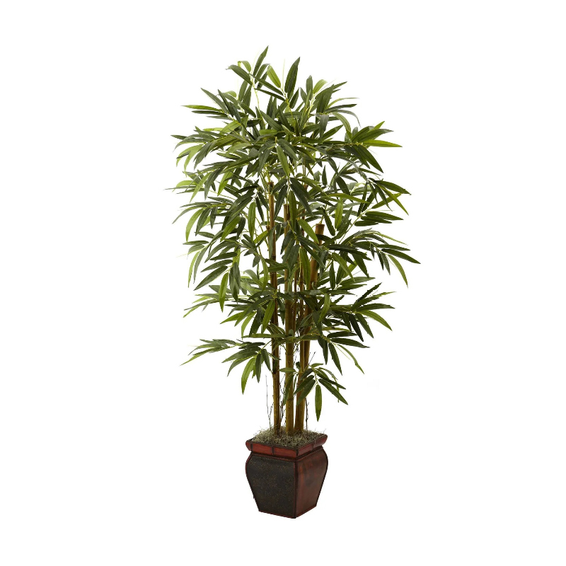Plantes décoratives