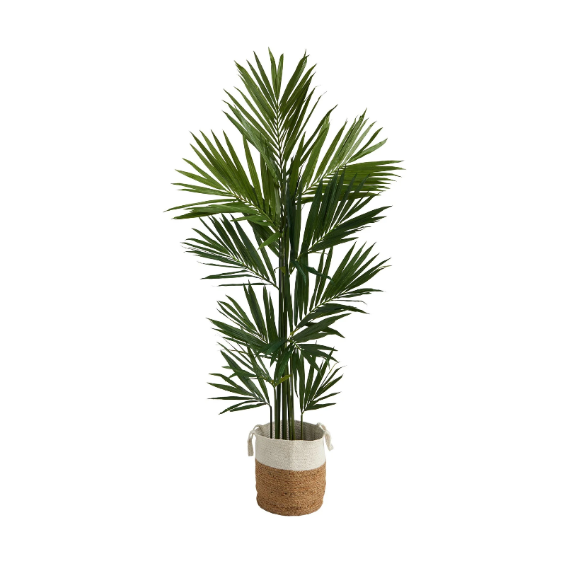 Plantes décoratives