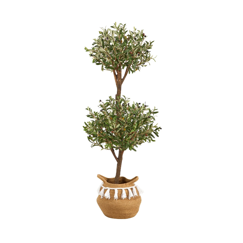 Plantes décoratives